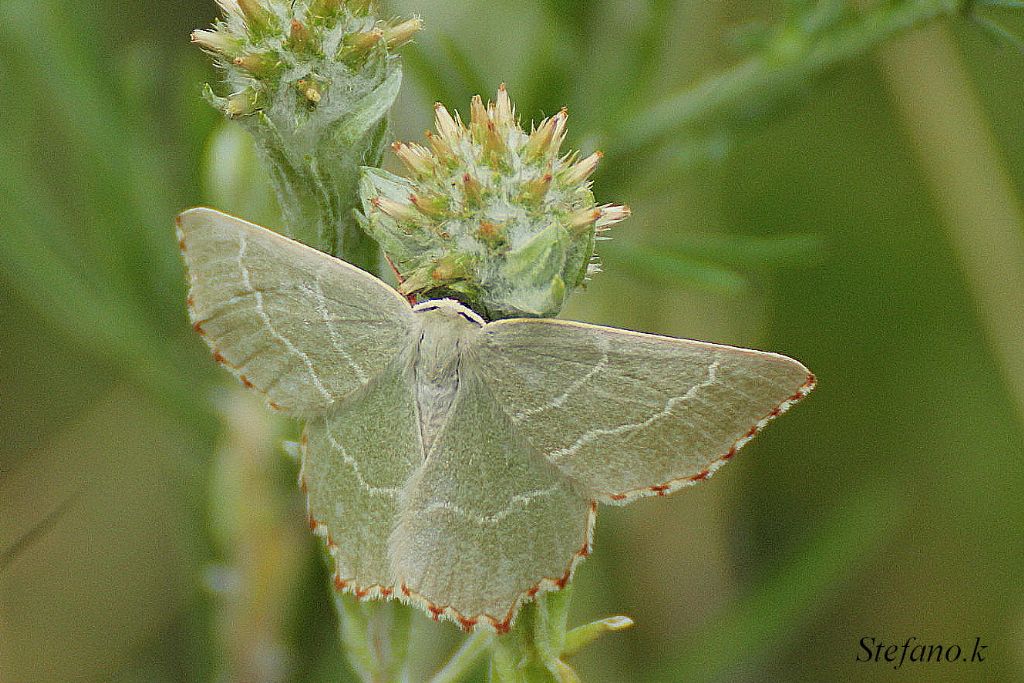 Specie Geometridae, ma Quale? - Thalera fimbrialis